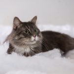 Kočka v zimě
